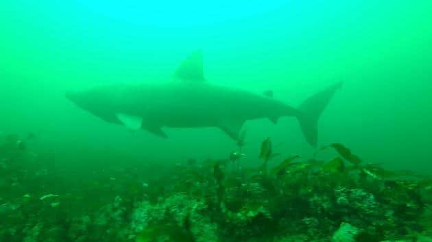 Video footage revealed the giant sharks's the world's second biggest fish, spend a significant amount of time close to the seabed - leading experts to believe they could be coming to Scotland to breed