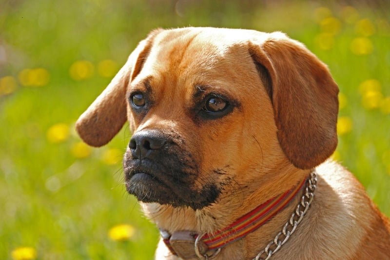 Just as adorable as it sounds, the Puggle is a cross between a Pug and a Beagle. The result is a dog that is supposed to be less likely to inherit the Pug's common health issues or the Beagle's habit of howling - although some offspring may inherit both parents' less positive attributes.
