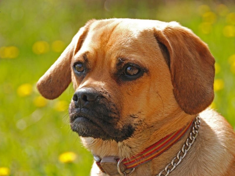 Just as adorable as it sounds, the Puggle is a cross between a Pug and a Beagle. The result is a dog that is supposed to be less likely to inherit the Pug's common health issues or the Beagle's habit of howling - although some offspring may inherit both parents' less positive attributes.