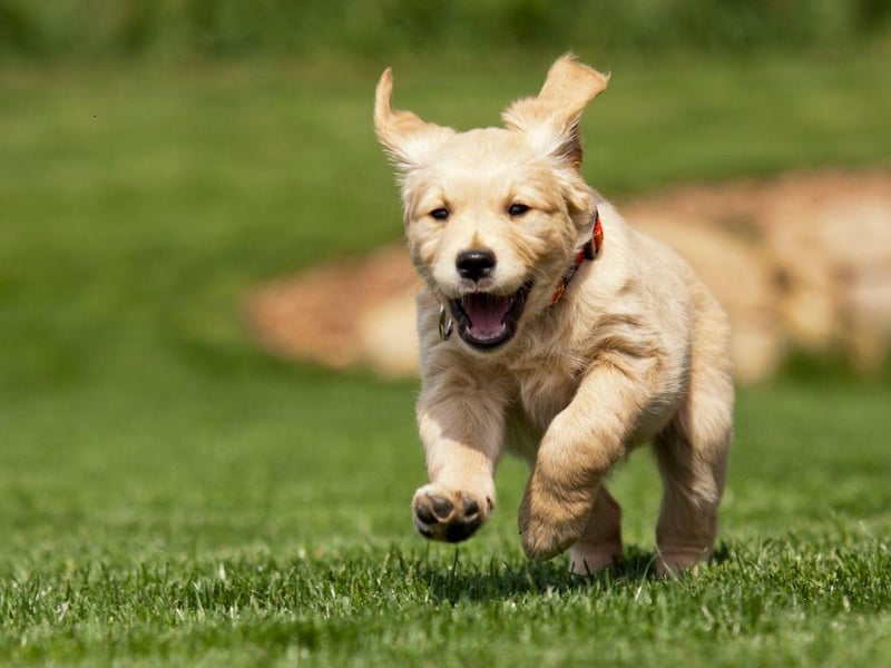 Like the Labrador, the Golden Retriever loves playing fetch for hours - particularly when water is also involved. They like nothing more than splashing around in the sea, river or loch all day.