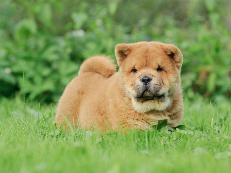 It's hard to resist the teddy bear looks of the Chow Chow, but that's what those who haven't trained dogs before should do. They need to be socialised regularly early on and you need to work hard to earn their respect and loyalty.