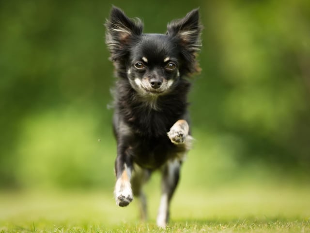 Perhaps surprisingly, small dogs tend to live longer than large dogs - a point proven by the Chihuahua. The tiny breed lives for an average of an impressive 15-20 years.