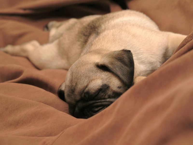 A combination of its small stature and being a brachycephalic (flat faced) dog means that the Pug struggles with speed and is likely to suffer respiratory problems if exercised too much.