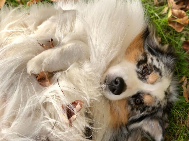 If your pet spends a lot of time outside, be sure to provide a shelter for them for when the weather gets colder or if it rains. Make sure they have lots of blankets to keep them warm and comfy. As the weather gets colder bring smaller pets indoors.
