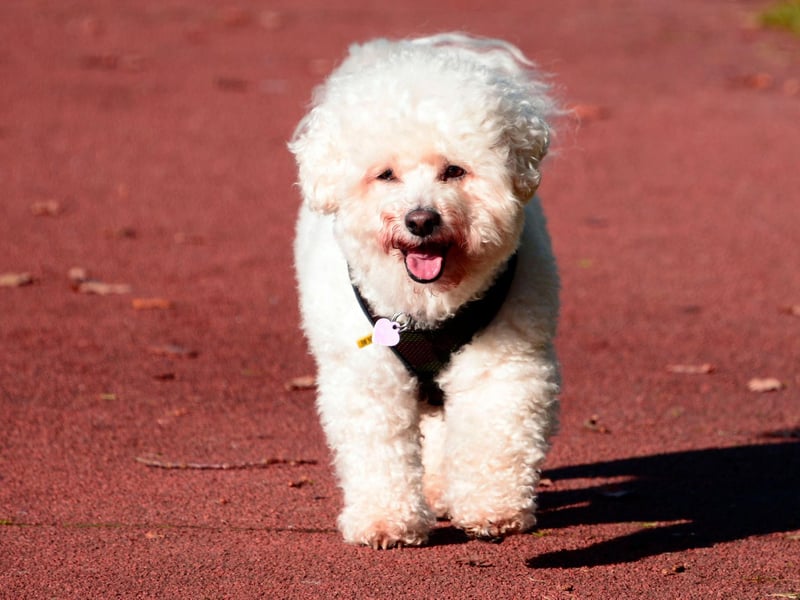 No Bichon Frise has yet been named Best in Show in Crufts, but they have been successful in the American equivalent - the Westminster Dog Show. They've won the top rosette on two occasions, in 2001 and 2018.