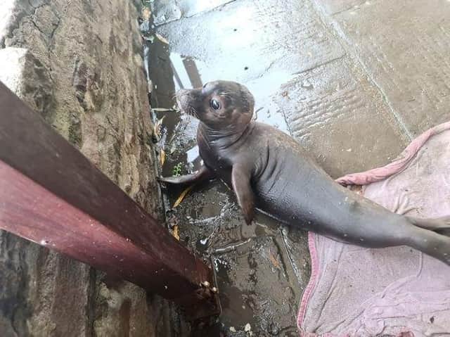The starving seal pup outside the Old Lock & Weir pub in Bristol