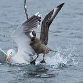 Avian flu has devastated seabird populations