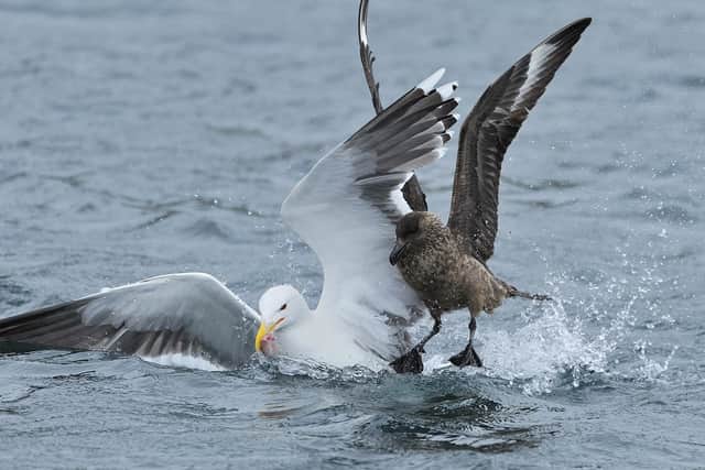 Avian flu has devastated seabird populations