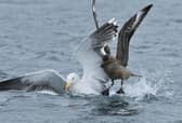 Avian flu has devastated seabird populations