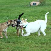 Some dog breeds are born to be sociable with other animals and humans.