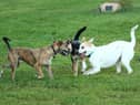 Some dog breeds are born to be sociable with other animals and humans.