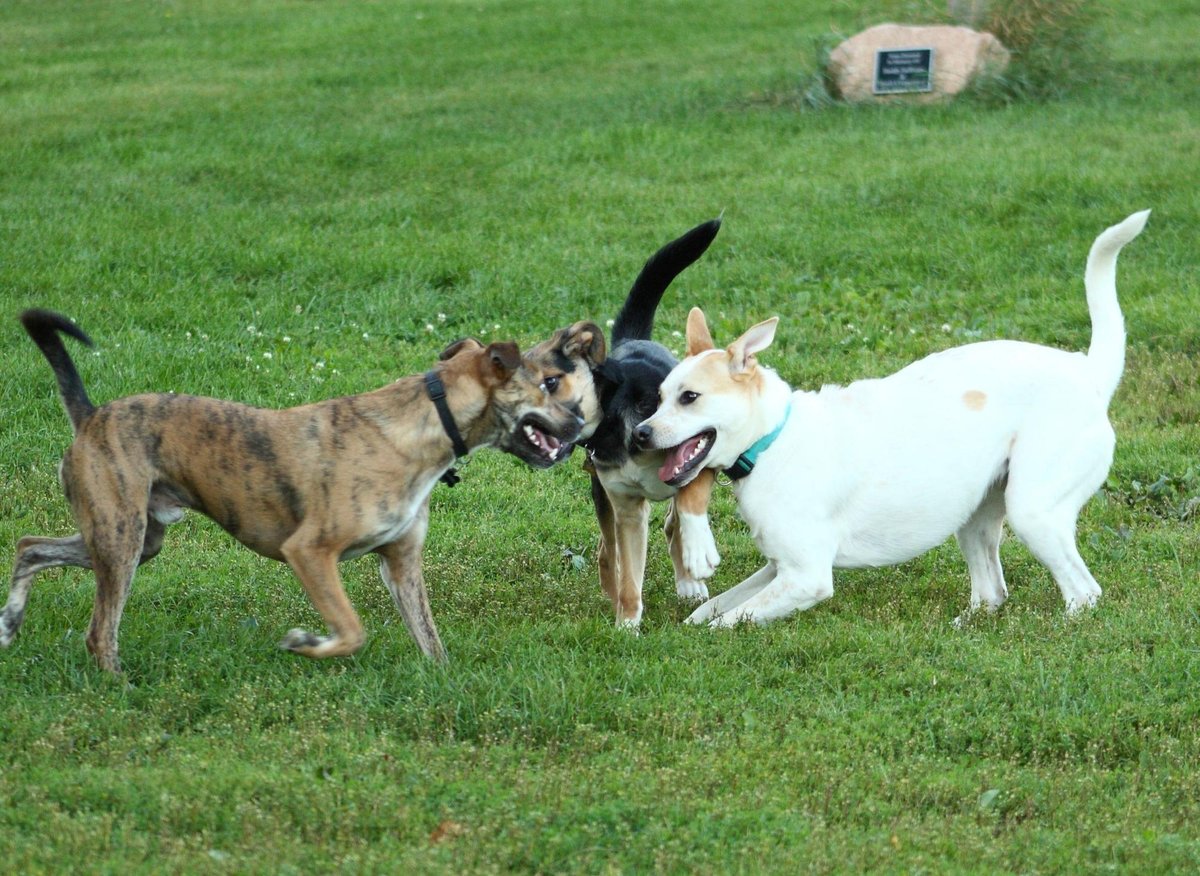 What Happens If A Dog Mates With A Human