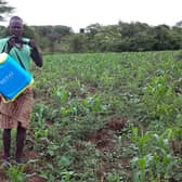 Farmer Bodo Ayiso, whose crops were eaten by the locusts.