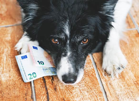 Saving cash on your dog could mean extra Euros for this year's summer holiday.