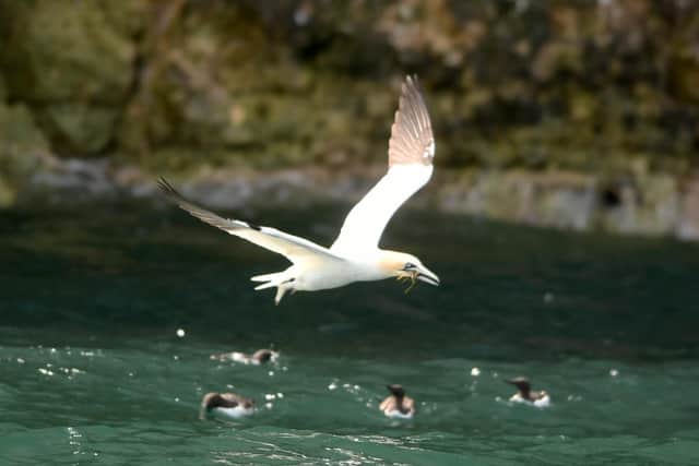 A gannet gathers nest material as it flies above a raft of guillemots.