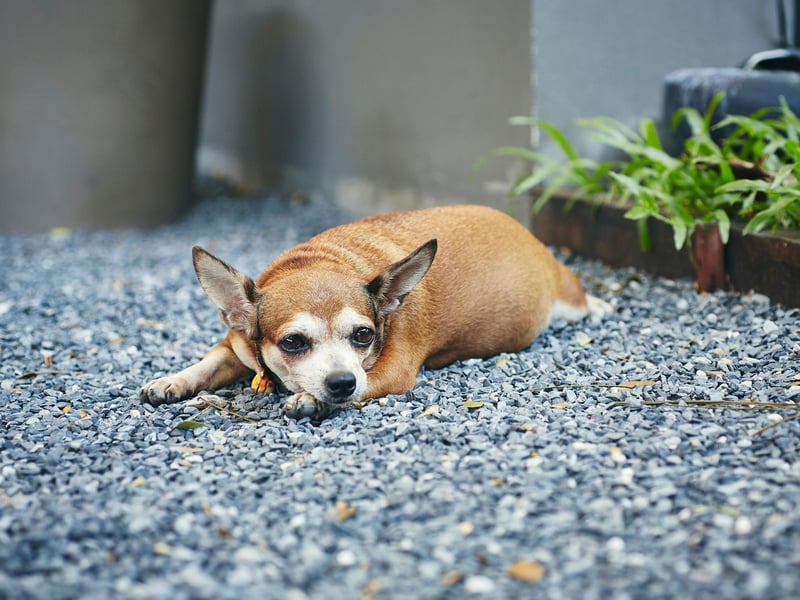 While the Long-Haired Chihuahua requires regular grooming, the short-haired variety takes little in the way of coat maintenance. A weekly brush should be plenty and, given the size of these tiny pooches, that's unlikely to take long.
