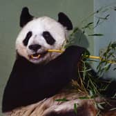 Tian Tian the female panda at Edinburgh zoo,in 2014 (Picture: Jeff J Mitchell/Getty Images)