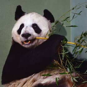 Tian Tian the female panda at Edinburgh zoo,in 2014 (Picture: Jeff J Mitchell/Getty Images)