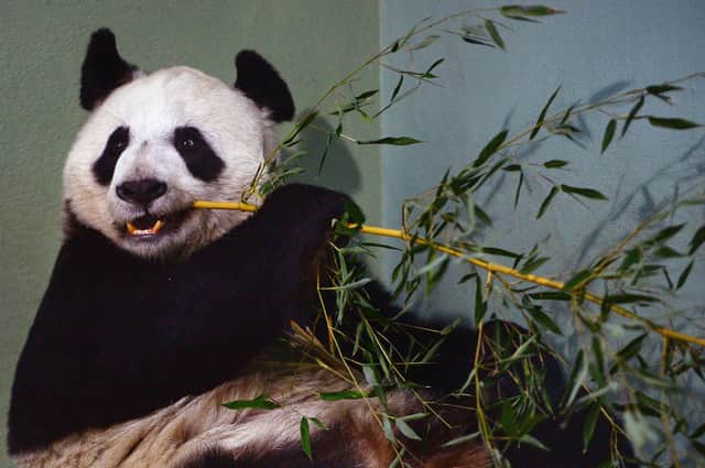 Tian Tian the female panda at Edinburgh zoo,in 2014 (Picture: Jeff J Mitchell/Getty Images)