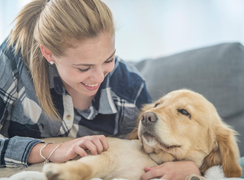 Just like their Labrador cousins, the Golden Retriever lives to love humans - forming particularly strong and affectionate bonds with children.