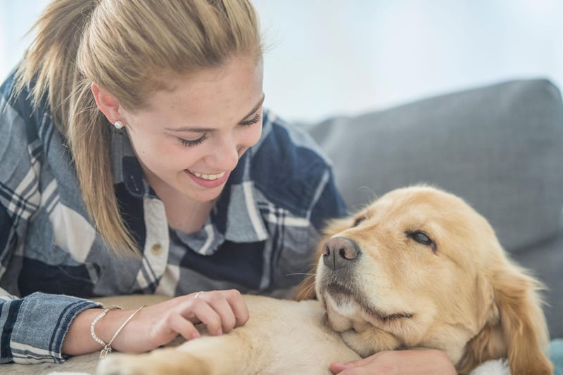 Just like their Labrador cousins, the Golden Retriever lives to love humans - forming particularly strong and affectionate bonds with children.