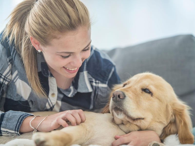 Just like their Labrador cousins, the Golden Retriever lives to love humans - forming particularly strong and affectionate bonds with children.