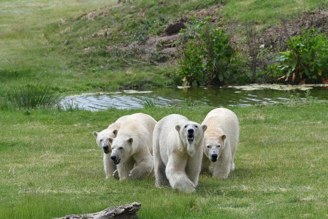 Enjoy the wildlife at Yorkshire Animal Park. 
There are numerous ranger talks taking place over the weekend, where you can make a splash with the sea lions, learn about the hyenas of Harar and watch the meerkats at feeding time.  
Visit https://www.yorkshirewildlifepark.com/ for more details.