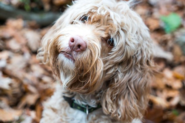 The final podium position for top Cockapoo names goes to Luna. It's the most popular name overall for dogs, but is slightly less common when it comes to Cockapoos.