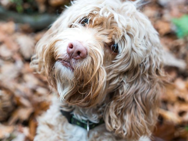 The final podium position for top Cockapoo names goes to Luna. It's the most popular name overall for dogs, but is slightly less common when it comes to Cockapoos.