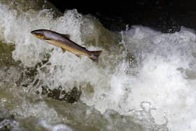 Salmon is the UK’s most popular fish and largest food export (Picture: Jeff J Mitchell/Getty Images)