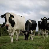 Cows are sentient beings and deserve a reasonable life (Picture: Christopher Furlong/Getty Images)