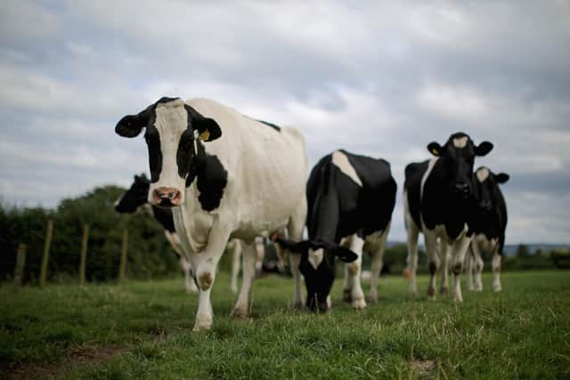 Cows are sentient beings and deserve a reasonable life (Picture: Christopher Furlong/Getty Images)