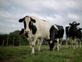 Cows are sentient beings and deserve a reasonable life (Picture: Christopher Furlong/Getty Images)
