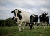 Cows are sentient beings and deserve a reasonable life (Picture: Christopher Furlong/Getty Images)