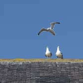 Residents and visitors are urged not to feed the gulls.
