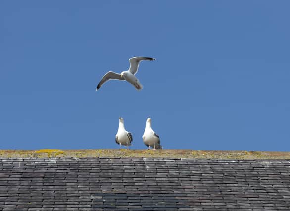 Residents and visitors are urged not to feed the gulls.