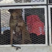 Dogs on a truck in Morocco - Animal News Agency