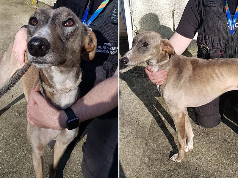 This is Joey. Do you recognise Joey?