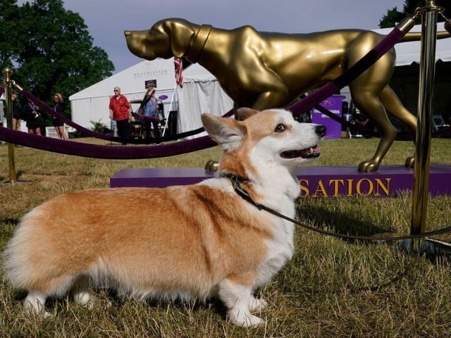 A Pembroke Welsh Corgi in the Judging Area during the (Hound and Herding) Breed Judging at the 146th Westminster Kennel Club Dog Show.