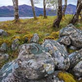 Hooded Crow habitat, by Colin Prior