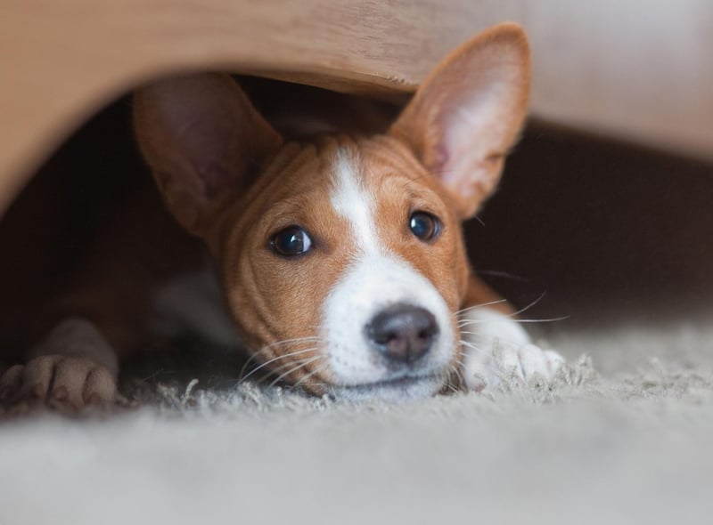 The Basenji is best known as being the dog breed that doesn't bark - they make a strange yodeling noise instead. They are also very independent dogs that are happy to amuse themselves and are not needy or demanding.