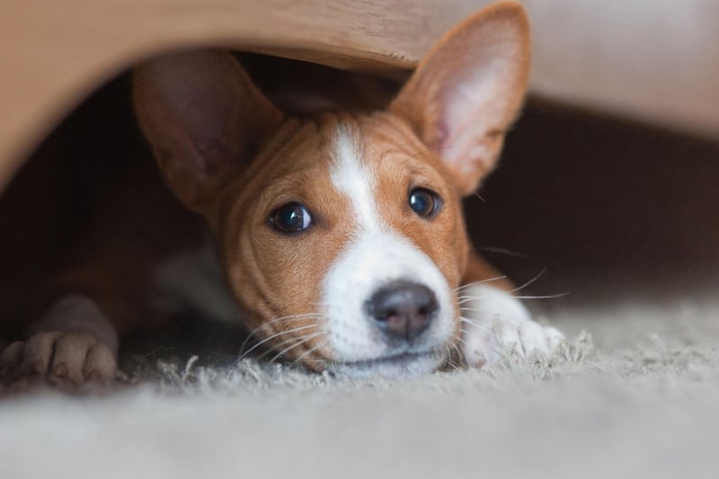 The Basenji is best known as being the dog breed that doesn't bark - they make a strange yodeling noise instead. They are also very independent dogs that are happy to amuse themselves and are not needy or demanding.