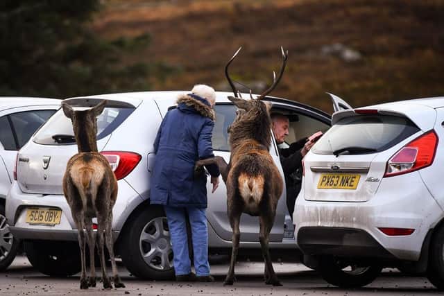 A red deer greets tourists in Glen Coe in the Highlands (Photo by Jeff J Mitchell/Getty Images)