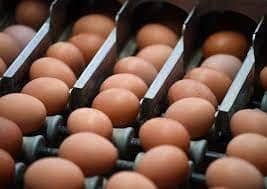 Farmers have warned that eggs could become a rare sight in the shops.
