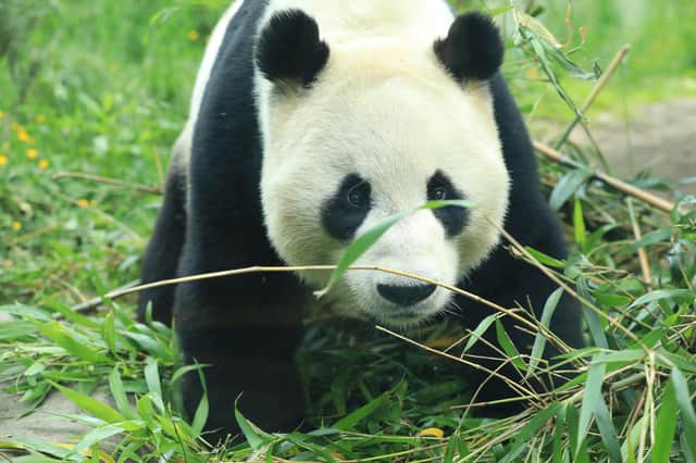 The prize draw winner will be able to get up and close to feed five animals of their choice in exclusive after hours access to the zoo
