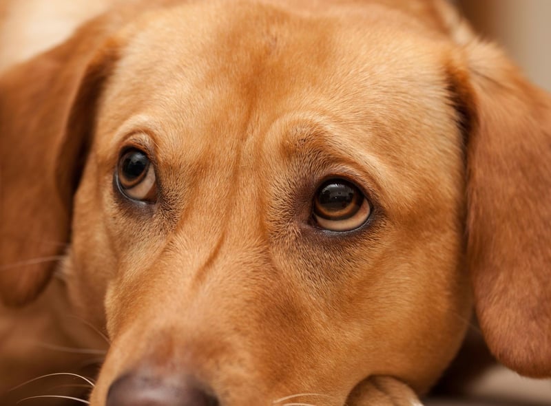 Labrador Retrievers are genetically more likely than other dogs to develop progressive retinal atrophy (PRA), a degenerative condition that causes complete blindness within around two years of diagnosis.