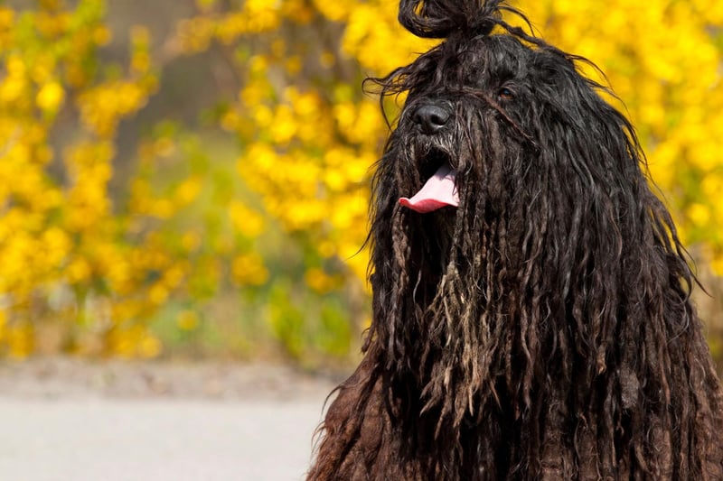 The striking Bergamasco Sheepdog is described by the American Kennel Club as being "bright, loyal, protective, and among the more calm dog breeds". Their showy coat needs surprisingly little grooming, so they are low maintenance too.
