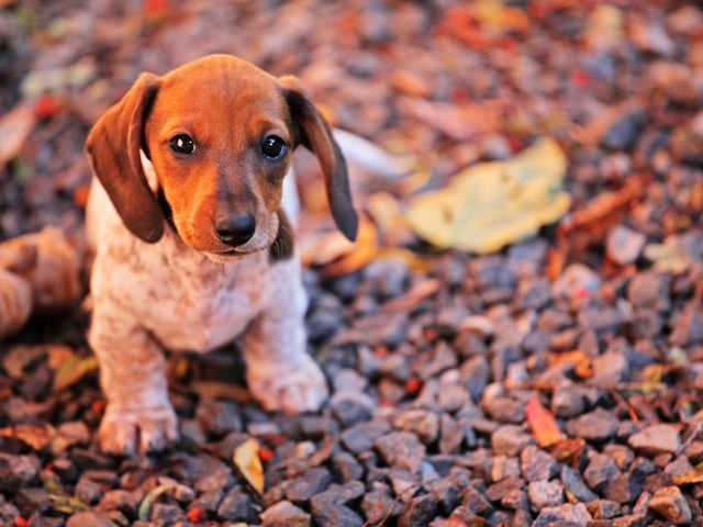 Although the weather may be cooler, it’s tempting to spend more time indoors with our four-legged friends but it’s important to keep up with your dog’s daily walks. This will help to prevent any weight gain, as well as keeping their joints mobile and avoid stiffness. As the weather changes, you could reduce the length of their walks and support your pet’s joints with a natural supplement like Nutraquin+.