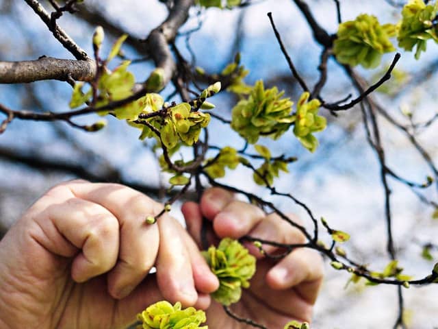 Elm blossom