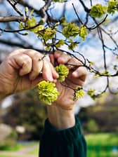 Elm blossom